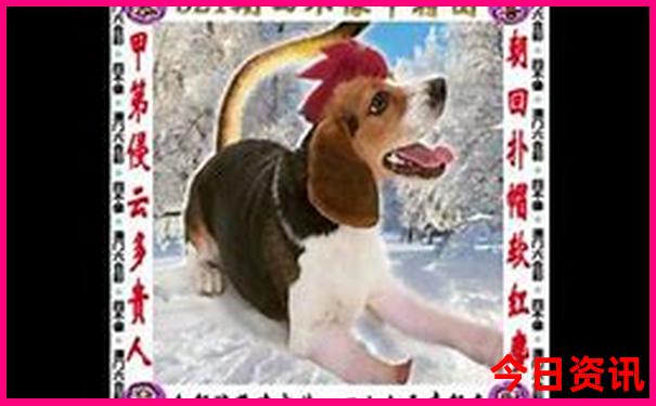 夏季洛阳适合玩的地方